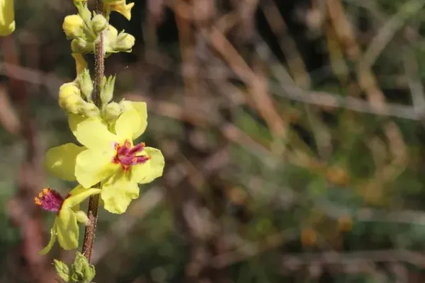 בוצין תפסוס